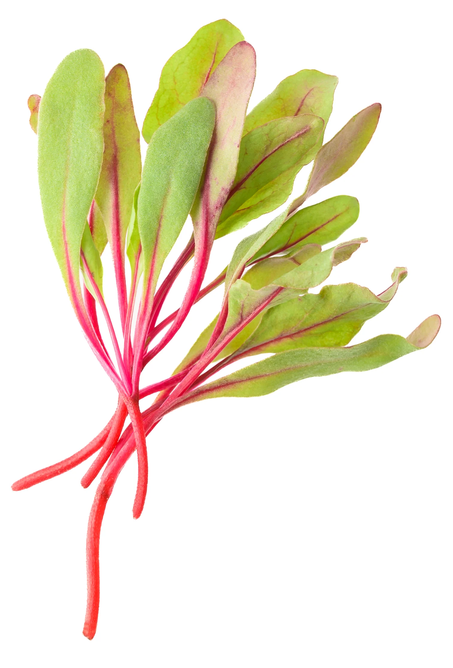 Micro Beets product shot