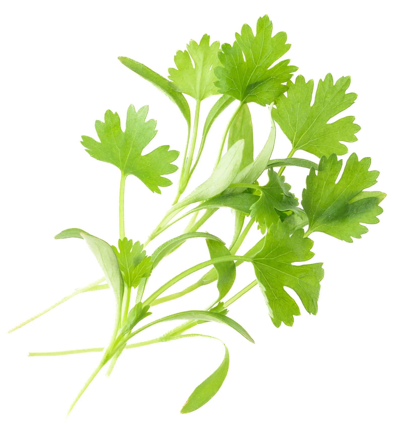 Micro Cilantro product shot