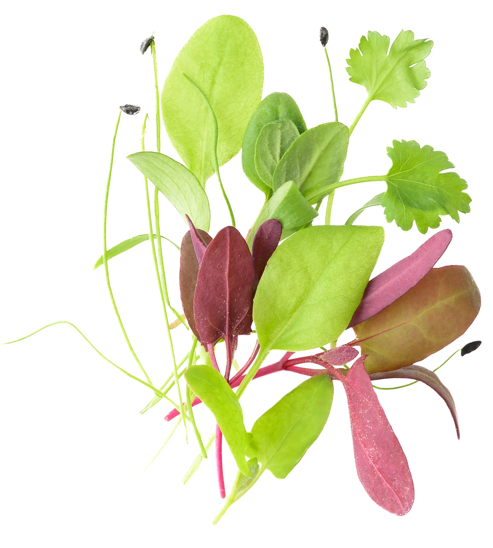 Micro Herb Medley product shot