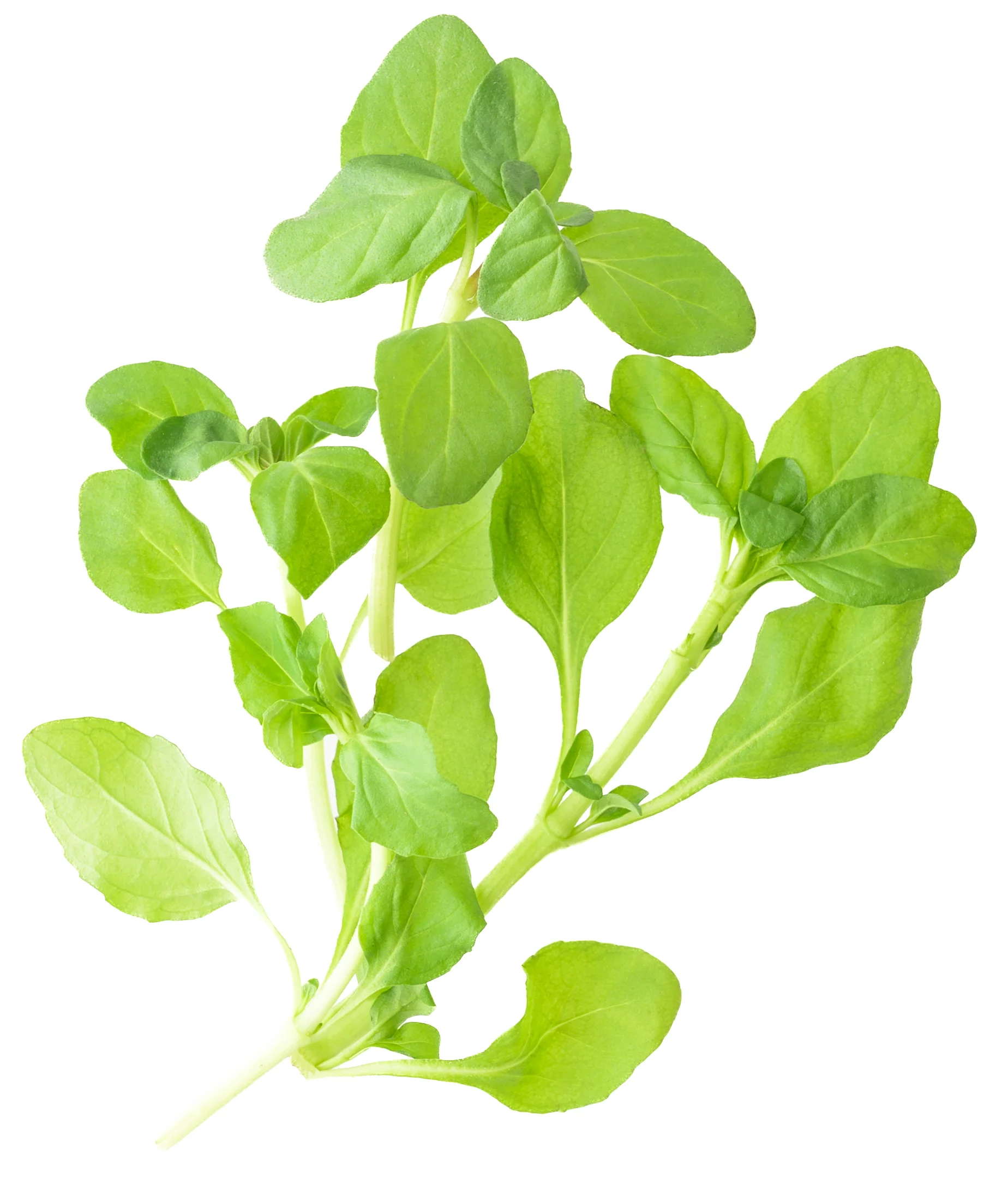 Micro Mint product shot