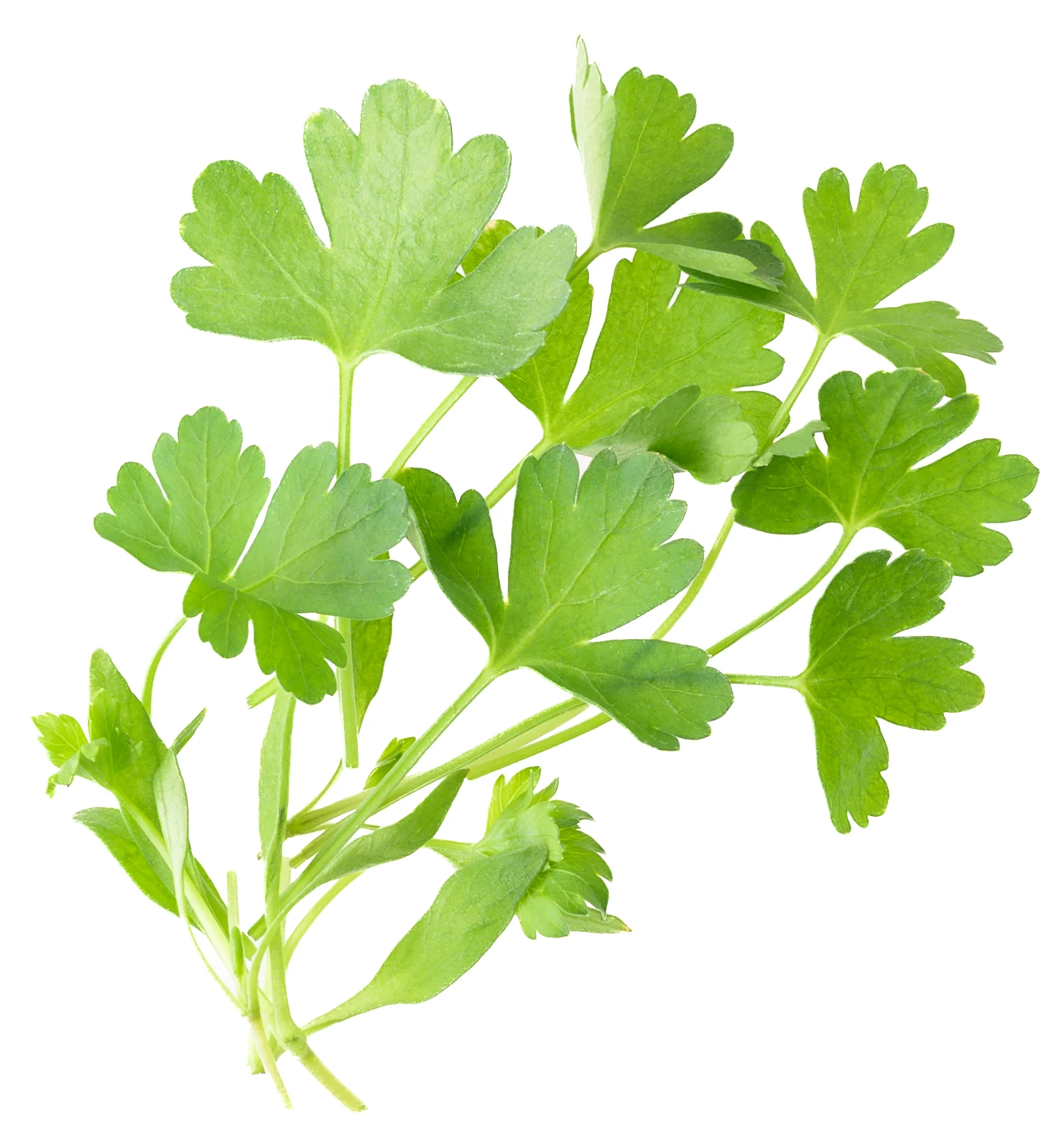 Micro Parsley product shot