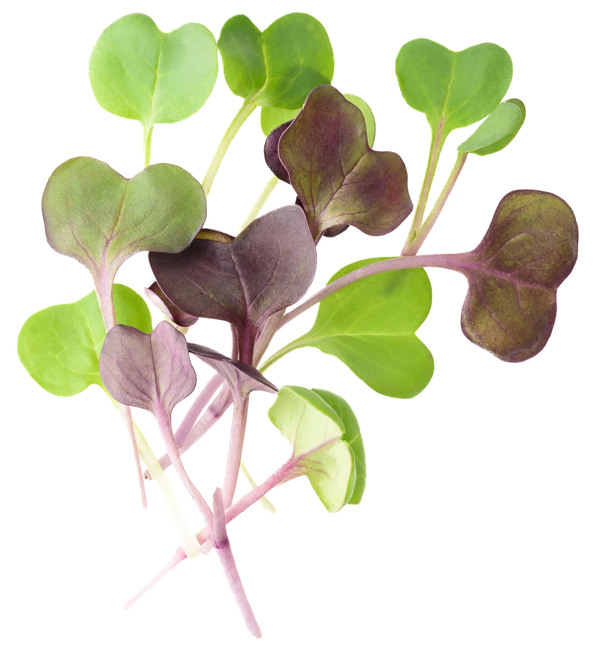 Micro Radish Mix product shot
